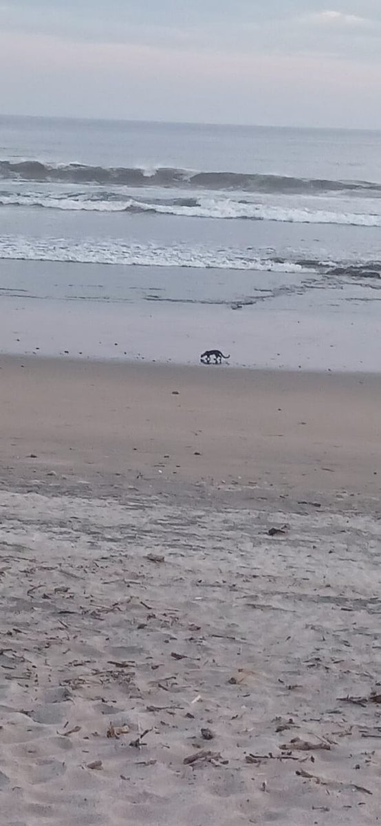Compartimos imágenes de un Jaguarundí o Leoncillo (Herpailurus yagouaroundi) que fue observado, la mañana de ayer sábado 20 de abril en la playa de anidación de tortugas marinas tramo #3, del Refugio de Vida Silvestre Río Escalante Chacocente, en Carazo

 #MARENA #Biodiversidad