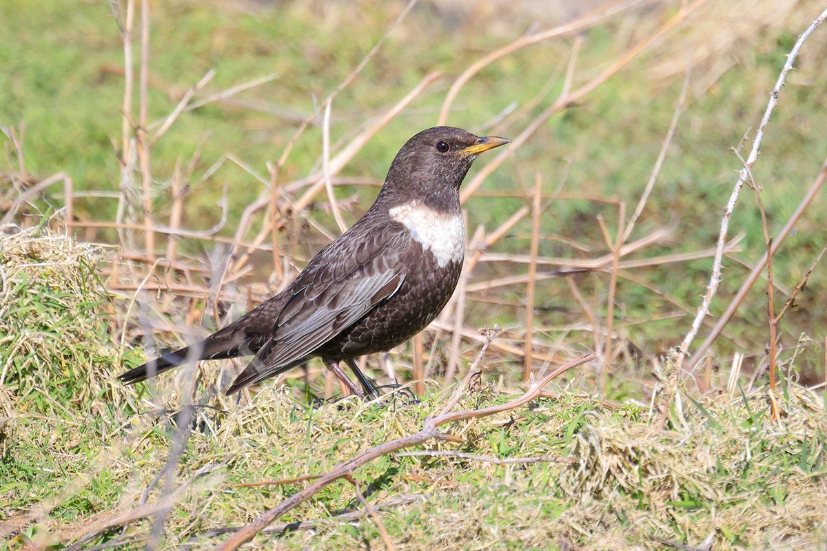 Tom Shevlin tweet media