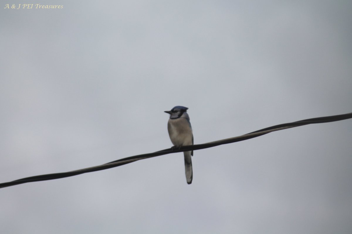 Here is one of the proud blue jays we have in the area.  They have a variety of calls.  I like the bright colour on it's head and wings.  Have a great #Wednesday afternoon!  #PrinceEdwardIsland #PEI #Canada #Canadian #Maritimes #Atlantic #birds #birdwatching #NaturePhotography