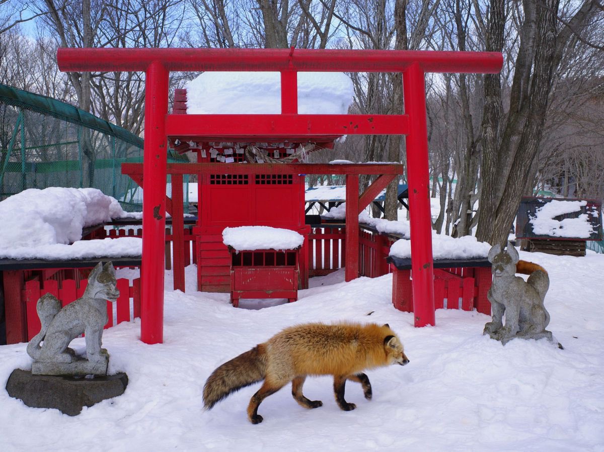 こんな時間ですが、冬の神社に⛩モノホンの狐さん
おはようございます。新しく繋がってくれた方。いつも絡んでくれる方ありがとうございます😊

 #初リプ・時差リプ・初絡み大歓迎 
 #固定ツイートをRT 
 #いいねで気になった人フォロー
