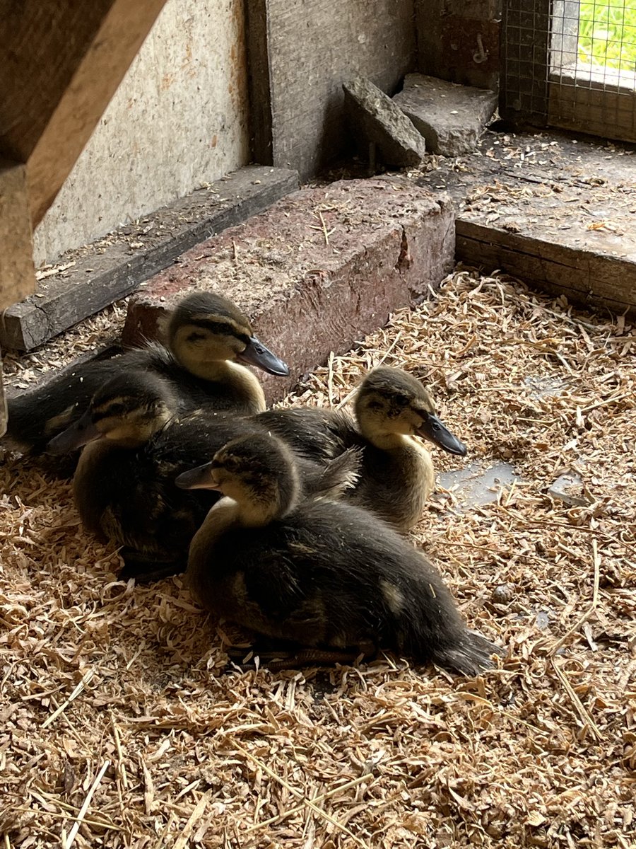 “Rescue” mallards doing well. Actually day old chicks found in the village a couple of weeks ago & put on our doorstep by well meaning villager….