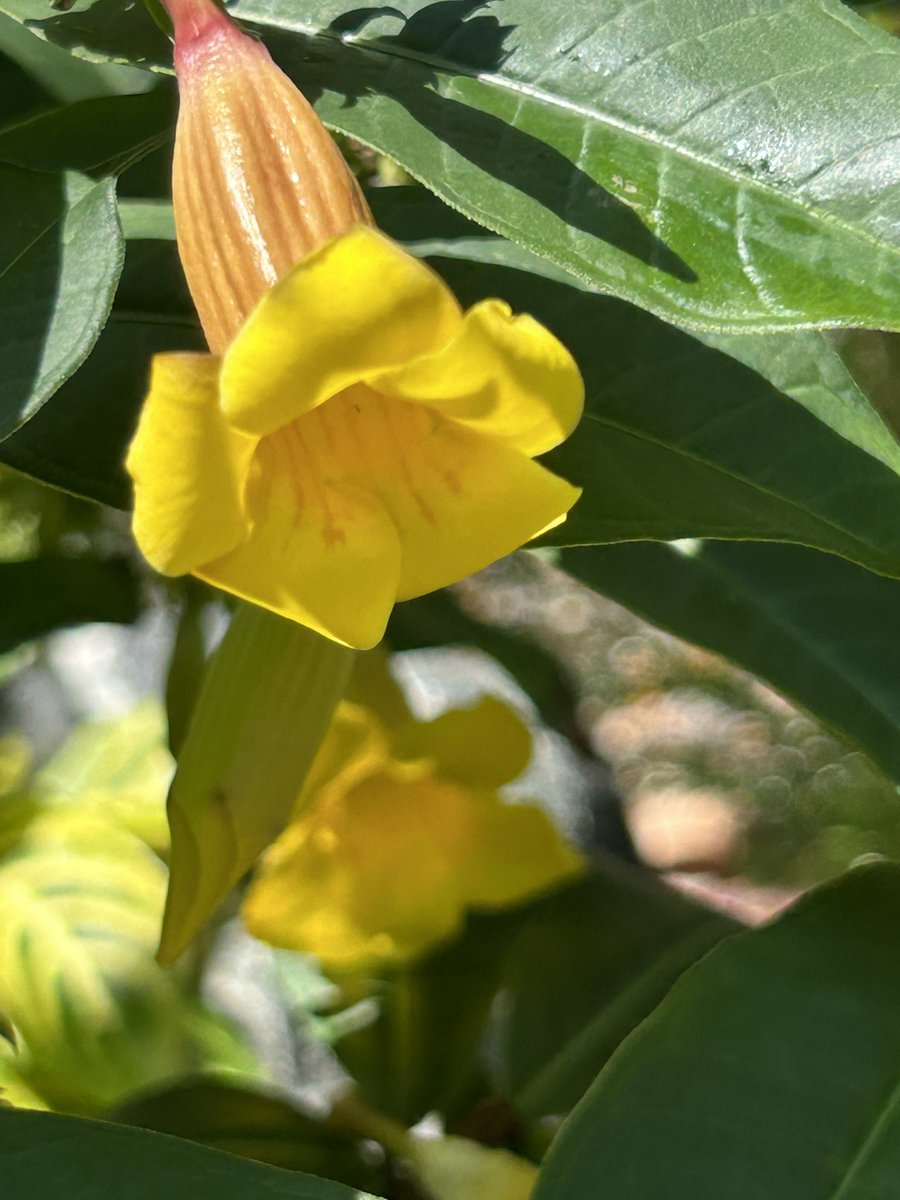 Lovely yellow Alamanda I found on my walk yesterday.

Sometimes you just need to RELAX and trust that things will work out.
Let go a little and let life happen.
Share your inner light, peace and joy!
Simple reminder
#SundayYellow