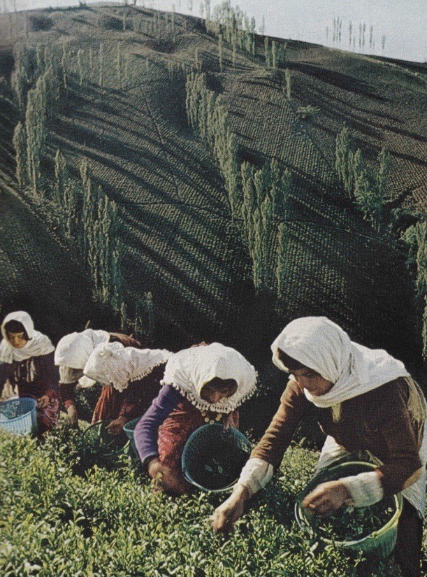 Tea leaf harvest, Gilan Province, Iran, 1975  🇮🇷