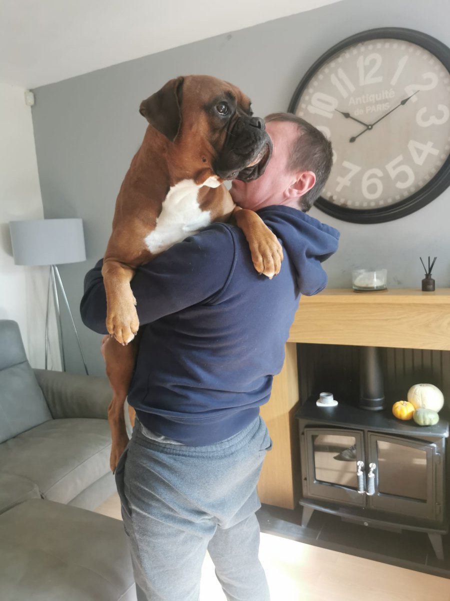 Lift me higher hooman
I see squirrels out there
#DogsofTwittter #boxerdog