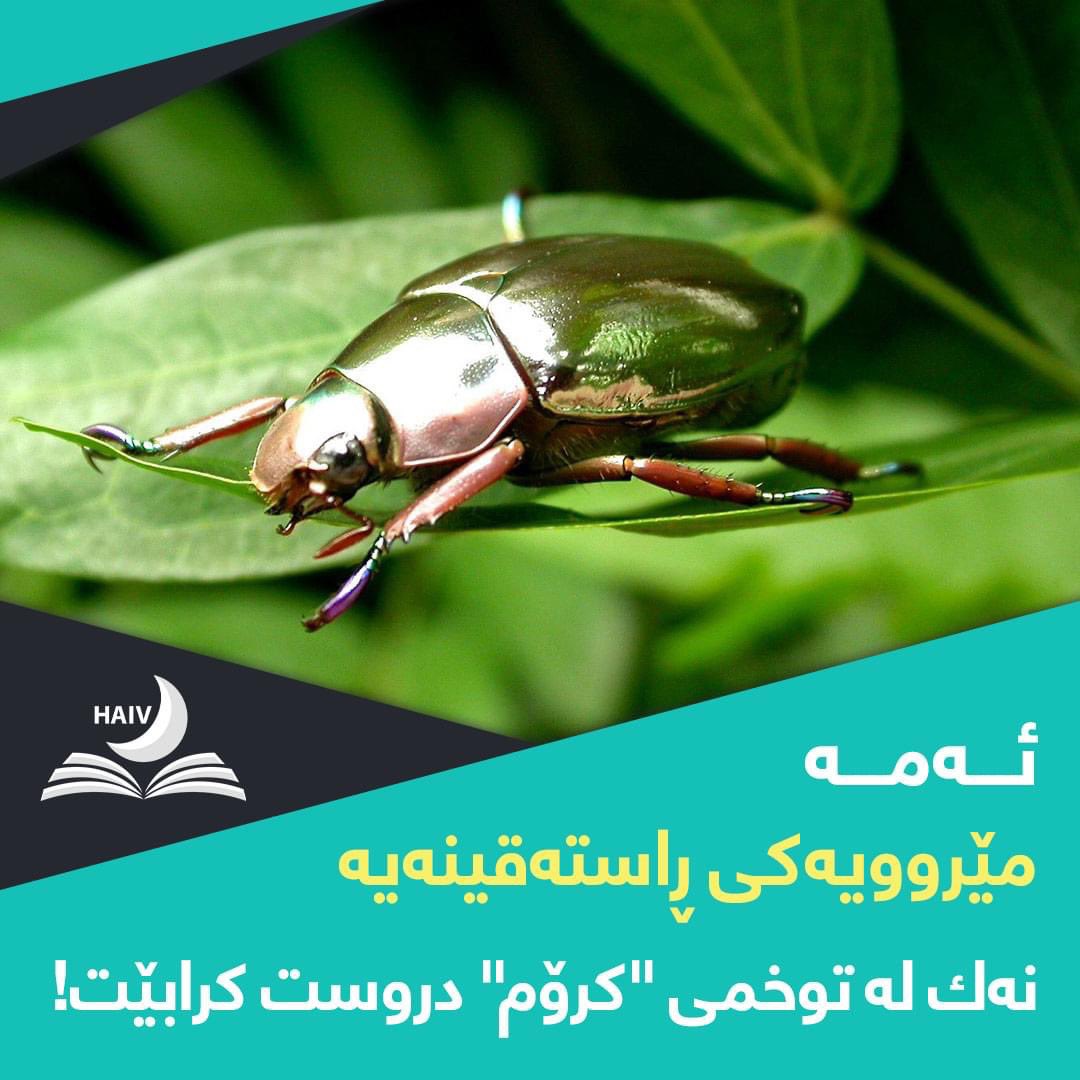 HaivMagazine's tweet image. ئەمە مێروویەكی ڕاستەقینەیە، نەك لە توخمی "كرۆم" دروست كرابێت! 
بەڵکو سەرسووڕهێنەرێکی سروشتیيه‌ له‌ دروستکراوی "به‌ديهێنه‌رى مەزن" و، زێدەکەی له‌ وڵاتى (کۆستاریکا)یە، جۆرێکە لە قالۆنچە، پێی دەوترێت: کریسینا لیمباتا (Chrysina limbata).
پاكوبێگه‌ردى بۆ خواى گه‌وره‌!