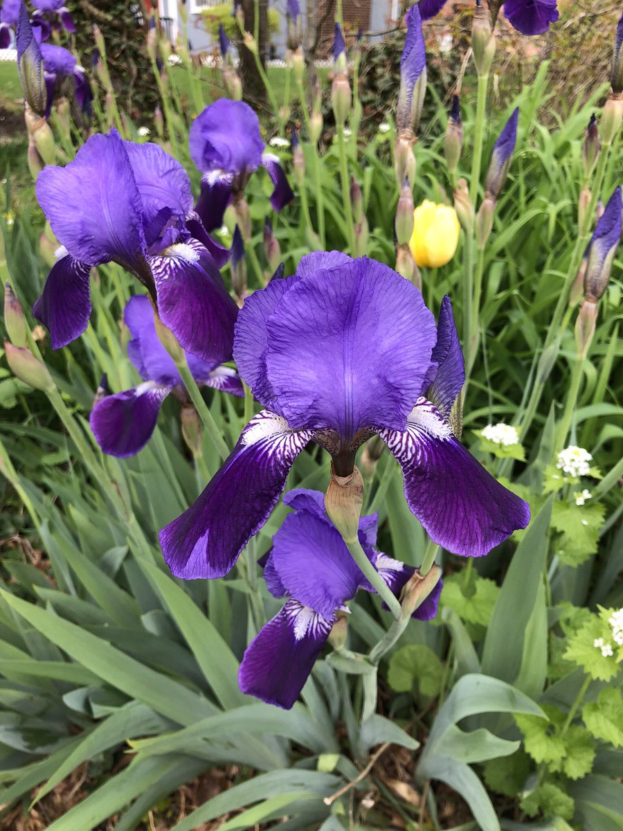 First Iris sighting this year #Aprilspringblooms