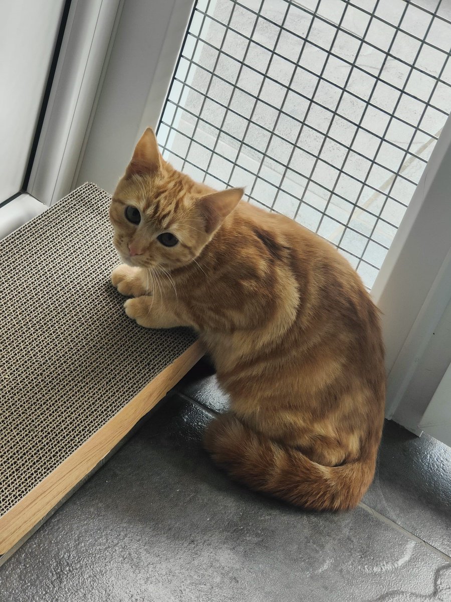 Meet George and Chia!

These two adorable kittens are a little shy but we're certain they will be the perfect addition to any family once they have had time to settle and gain trust.

We'd like them to be rehomed together as they rely on each other when feeling scared