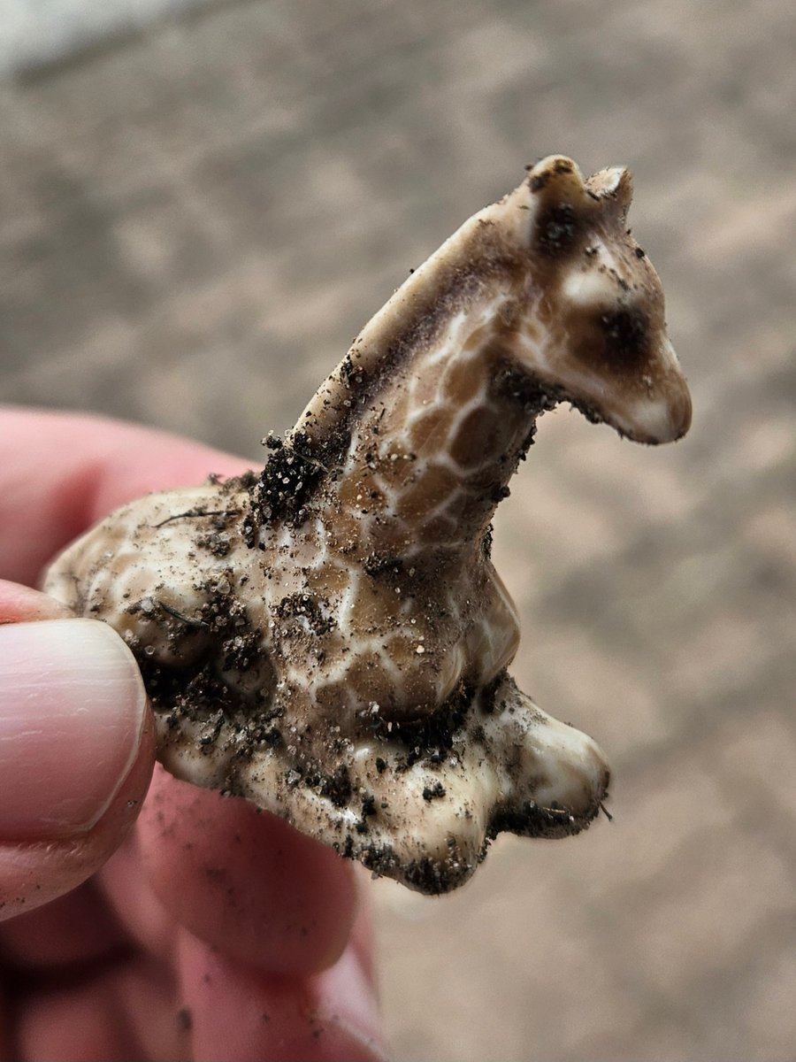 Offshore Oddities𓅣 tweet media