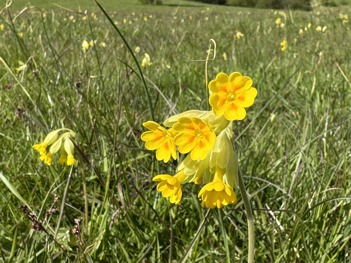 TheJemster's tweet image. Cowslips for the #wildflowerhour #CowslipChallenge in my North Wilts locale, including striking deep red ones at NT Sutton Meadows. Presumably hybrids with garden polyantha, although flowers similar in size to P. veris &amp;amp; gardens a good distance away. @BSBIbotany @WiltsWildlife