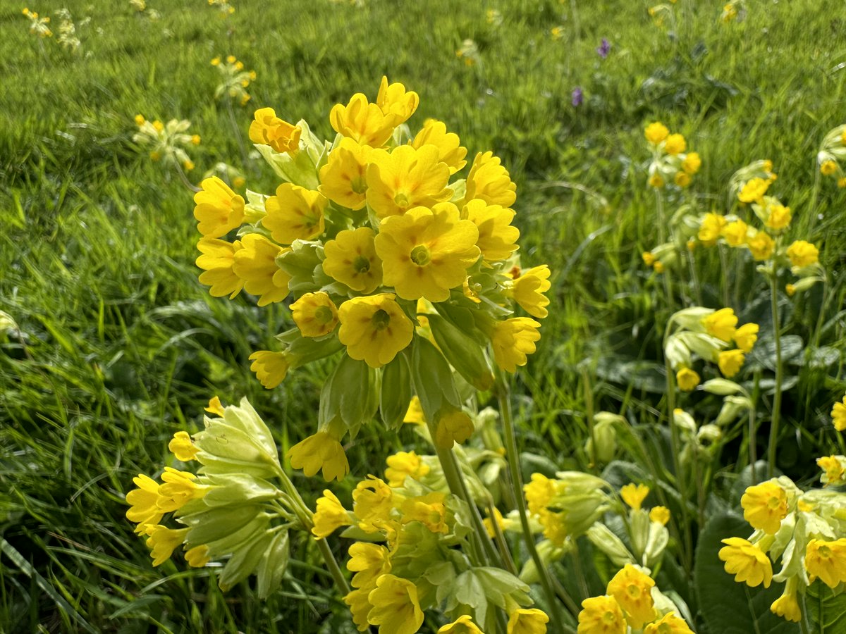 TheJemster's tweet image. Cowslips for the #wildflowerhour #CowslipChallenge in my North Wilts locale, including striking deep red ones at NT Sutton Meadows. Presumably hybrids with garden polyantha, although flowers similar in size to P. veris &amp;amp; gardens a good distance away. @BSBIbotany @WiltsWildlife