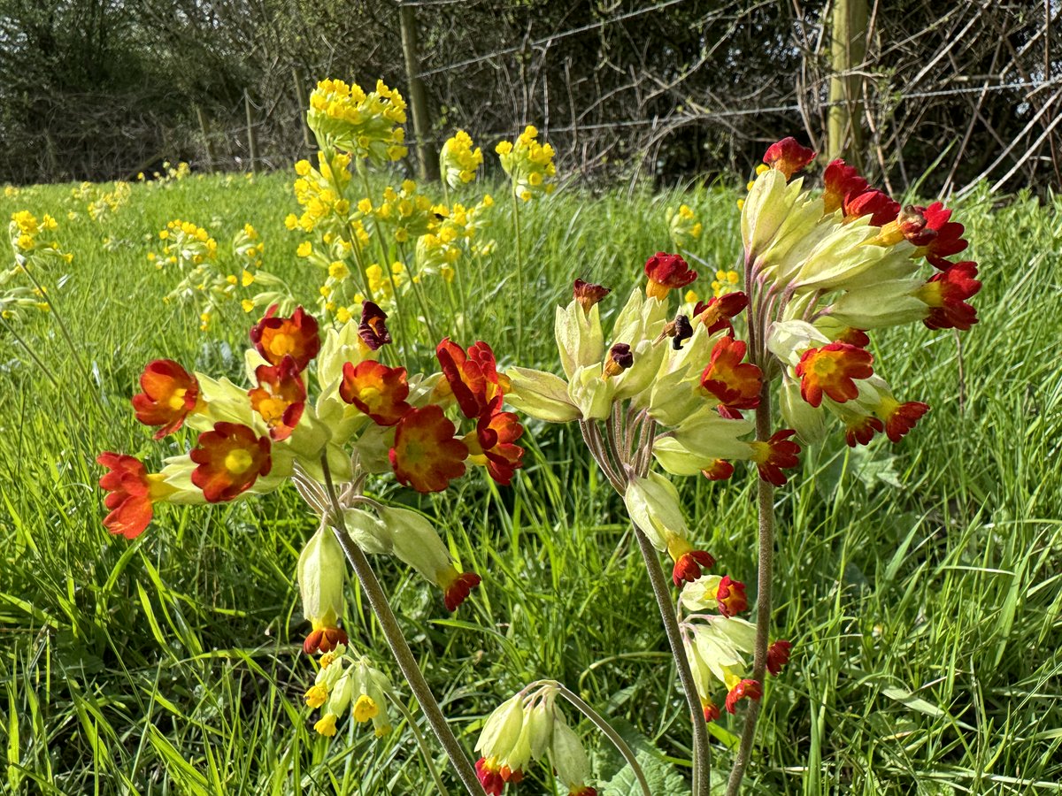 TheJemster's tweet image. Cowslips for the #wildflowerhour #CowslipChallenge in my North Wilts locale, including striking deep red ones at NT Sutton Meadows. Presumably hybrids with garden polyantha, although flowers similar in size to P. veris &amp;amp; gardens a good distance away. @BSBIbotany @WiltsWildlife