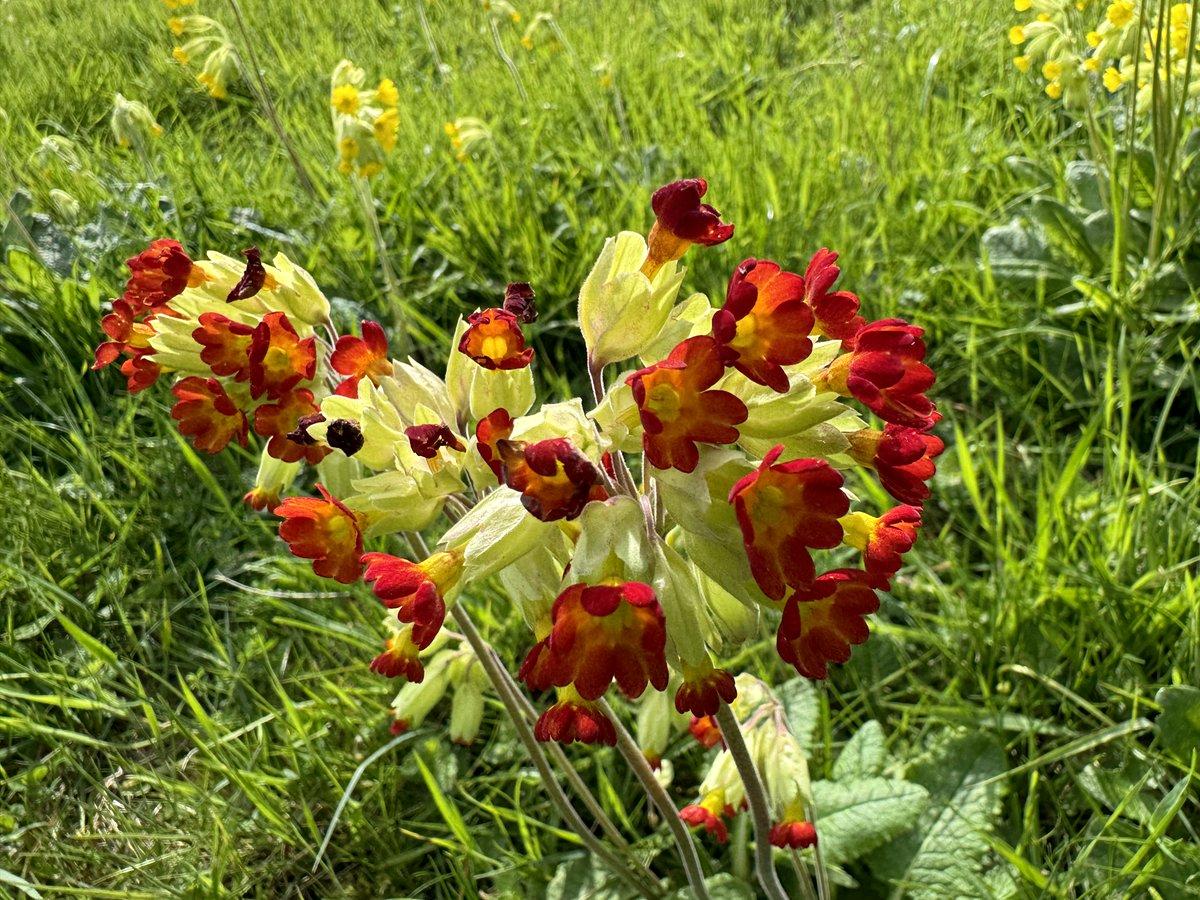 TheJemster's tweet image. Cowslips for the #wildflowerhour #CowslipChallenge in my North Wilts locale, including striking deep red ones at NT Sutton Meadows. Presumably hybrids with garden polyantha, although flowers similar in size to P. veris &amp;amp; gardens a good distance away. @BSBIbotany @WiltsWildlife