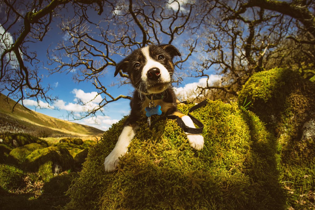 New member of the team ... this is 'Moss' modelling on some of his namesake at Black-a-Tor Copse on #Dartmoor this afternoon. He's only a youngster, so today was more of a 'carry' than a walk ... but he seemed to enjoy the outdoors 💚