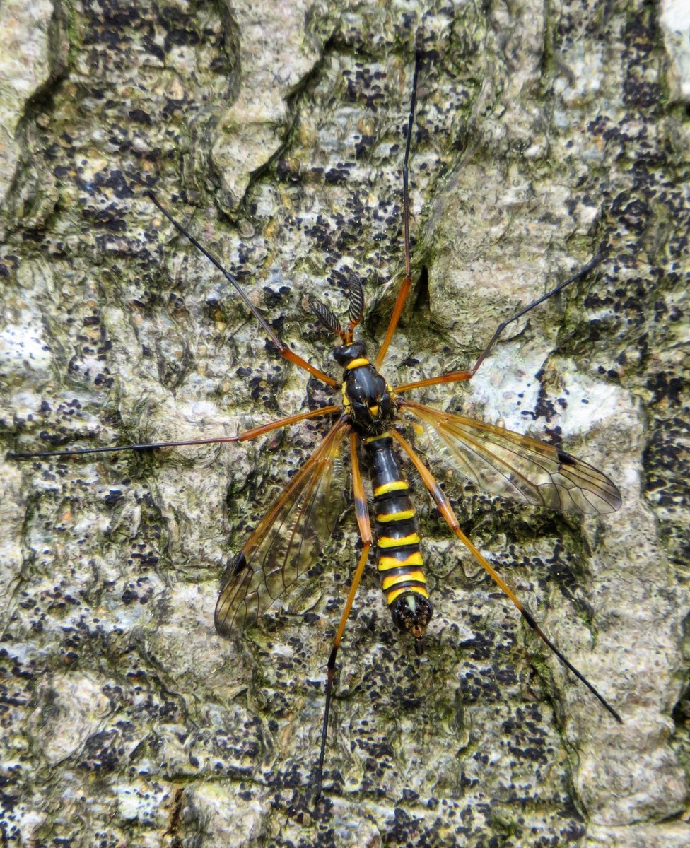 I spent yesterday searching an area of ancient woodland near Henley, and was rewarded with finding one of our rarest and most spectacular Craneflies, Ctenophora flaveolata. Without doubt the highlight of my year so far. @DipteristsForum