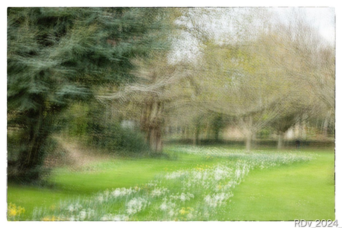 Marley Park, Dublin #walk #walking #park #trees #marleypark #Dublin #nature #sundayvibes #daffodils @ThePhotoHour