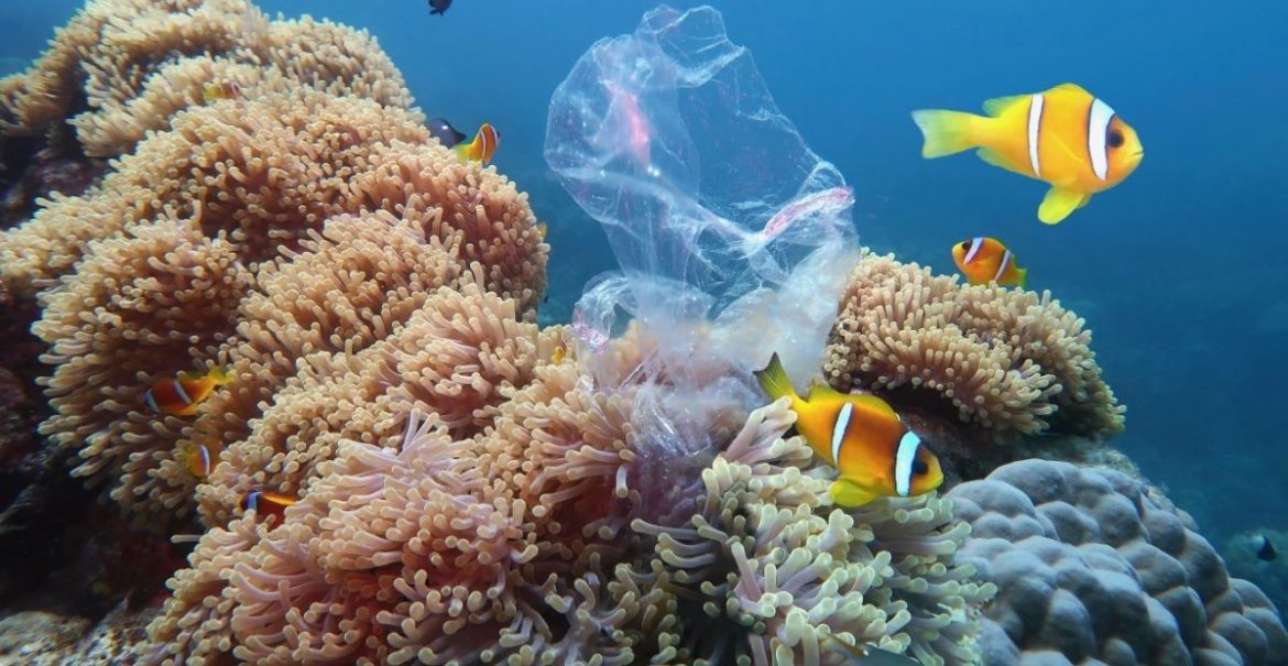 When we thought #plastics couldn't do any worse. Plastics increase the susceptibility of corals to disease development. Physical injury to coral tissues and bacterial infection are among what contact with plastics could cause. #coralreefs #PlasticPollution #oceans