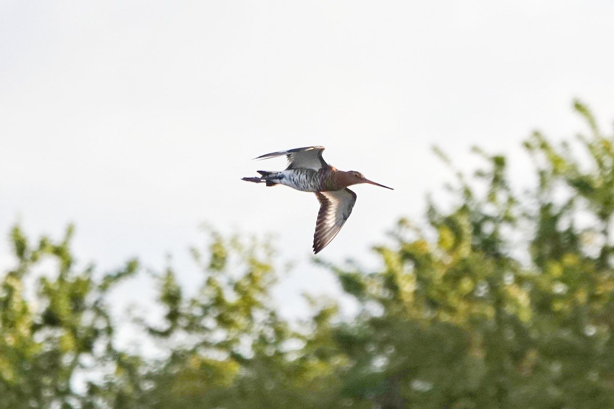 After a brief touchdown (that I somehow spotted from miles away) this Black-tailed Godwit was savagely chased off of Staines Moor by the Lapwings. 

I briefly thought I was going to get one of those magic tame wader moments with this guy.