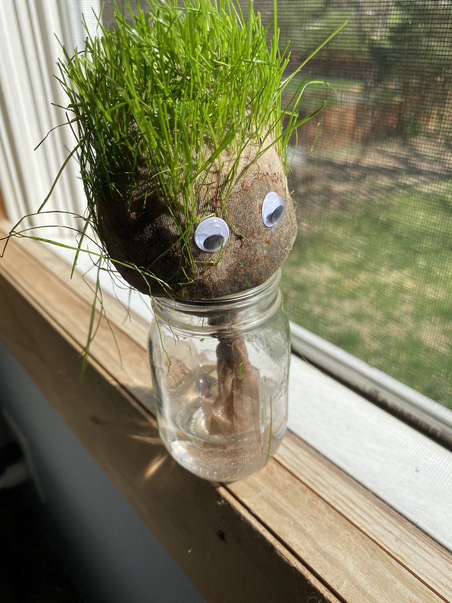 Grow a new plant buddy at home in honor of Earth Day tomorrow! Using supplies you have at home or can easily get, gather the below & start a science project that you can observe for days to come! bit.ly/3wAvkKg 🌱Potting soil 🌱Small jar 🌱Grass seed 🌱Jar 🌱Old tights