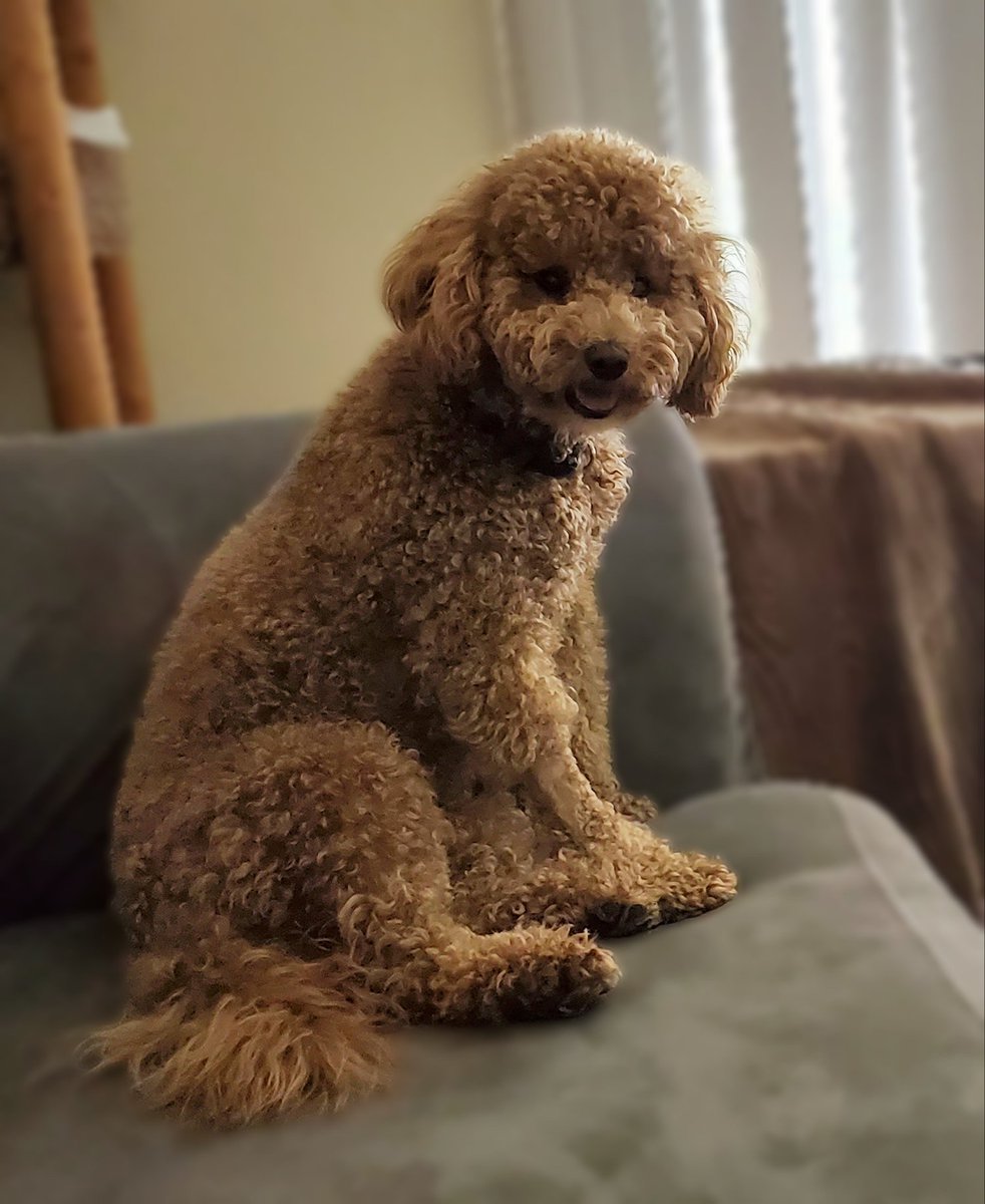 We have friends at the door I'm ready to greet them 😊 I have to remember not to jump on them or my hosting duties will be taken away 🤔😂 #dogsofx #dogsoftwitter #goldendoodle #SundayFunday