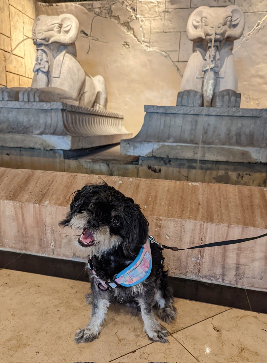 LisaAnnPinelli's tweet photo. Someone's ready to walk the town #dogs #lasvegas #peekapoo #Pekingese #toypoodle #doodle #poodlemix #bestfriend https://t.co/VvlulsPSKe