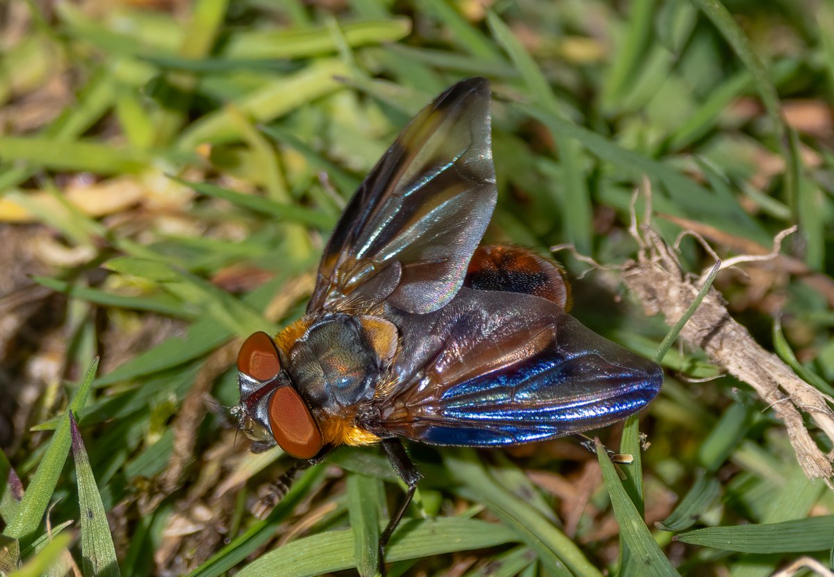 Wombourne Nature tweet media