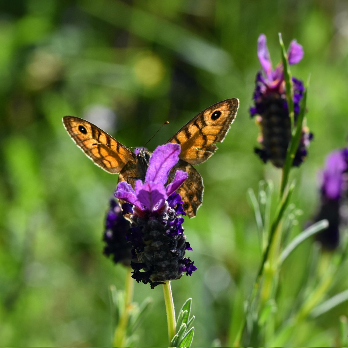 Charaxes3 tweet picture