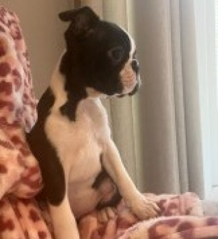 🆘21 APR 2024 #Lost INDIE #ScanMe Black Brindle & White Boston Terrier Female #PUPPY Haunts Cottages #MiddleChinnock nr by #Crewkerne #Somerset #TA18 doglost.co.uk/dog-blog.php?d…