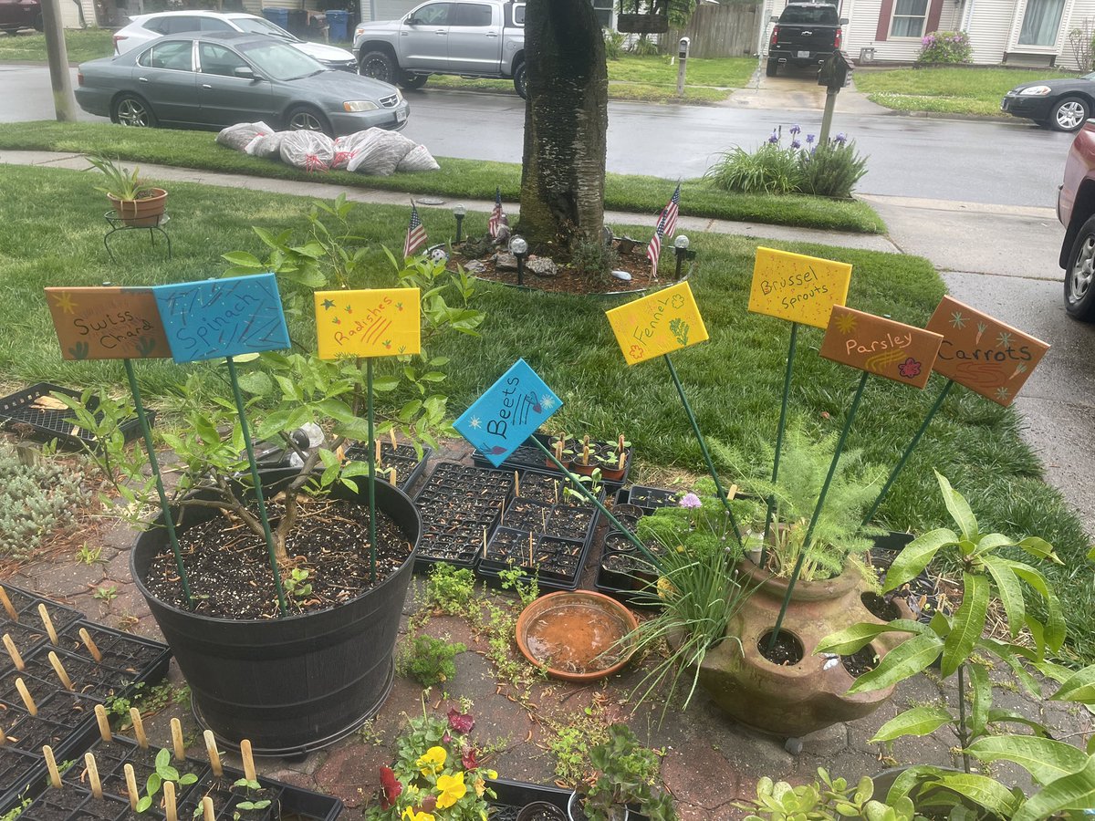 New plant identification signs for the school garden.