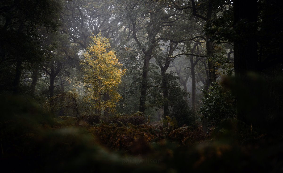 Woodland spaces