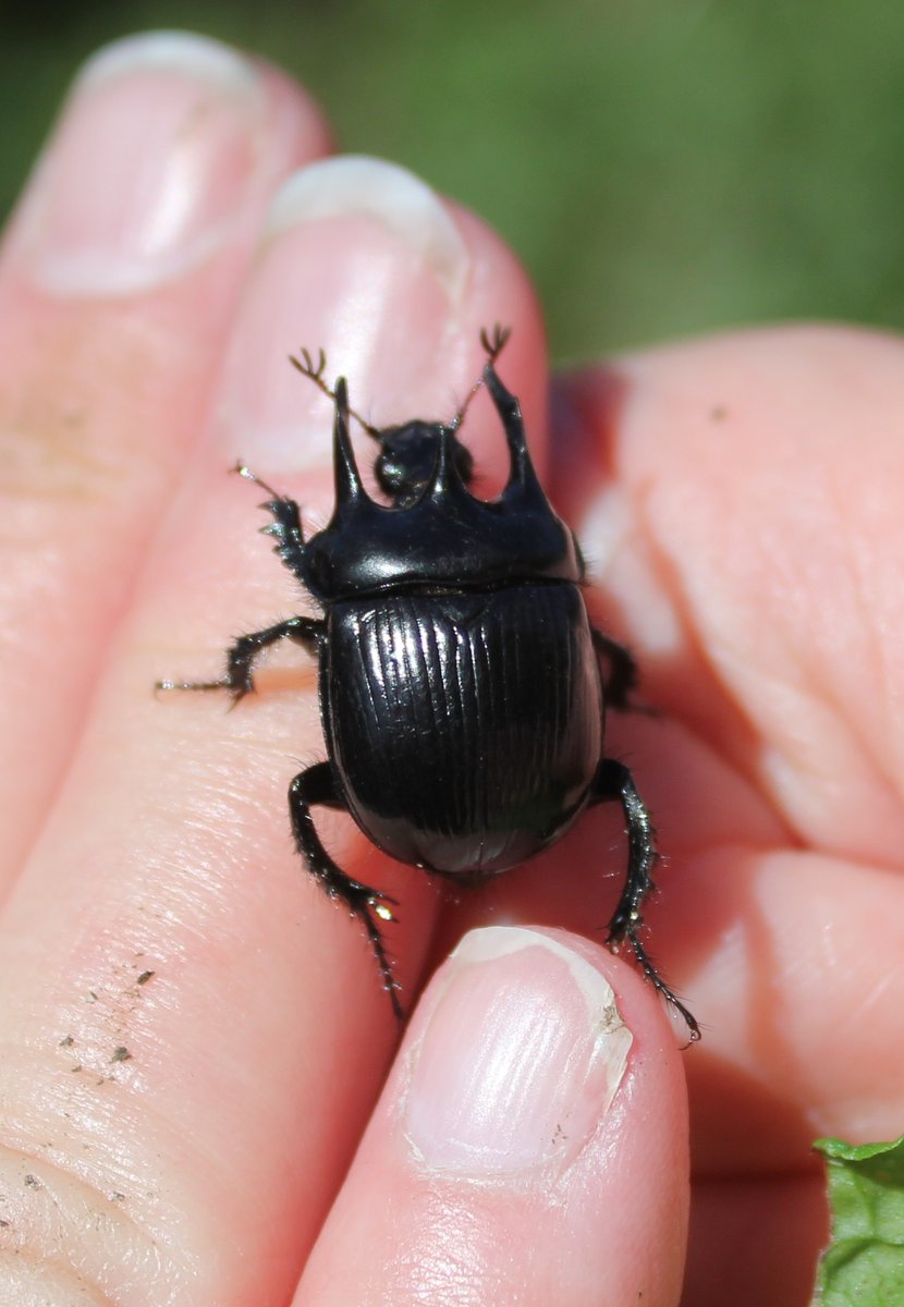 Almost 5 years to the day since we saw our first minotaur beetle, in NE #Hampshire (⬅️). Reportedly 'widespread, but scarce, in England and Wales', it was therefore nice to be able to help this one (➡️) across a busy footpath at the edge of @LymKeyRanger.

wildlifetrusts.org/wildlife-explo…