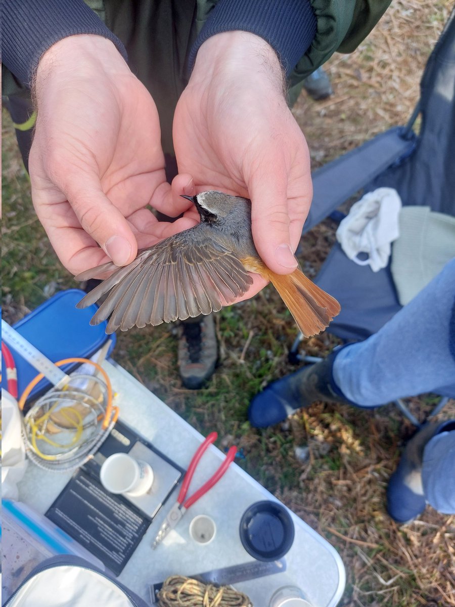 Beautiful male redstart from this morning in the New Forest. #redstart #newforest #ringing