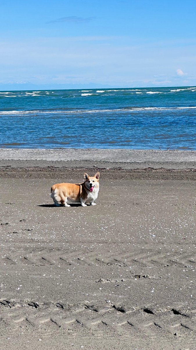 Corgi on the beach 🏖
.
.
.
.
#cheddarthecorgi #cheddar #cheddarthedog #welshcorgipembroke #corgi