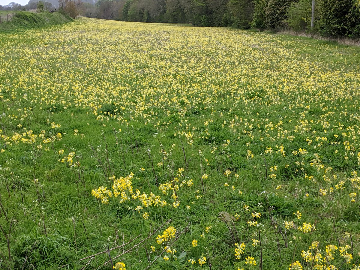 simonhoustoun's tweet image. Cowslips in bloom...? #CowslipChallenge
Here’s a vast swathe of them, seen in Kentish downland.
Despite it being a cold April day today, this wonderful vista lifted my spirits. #wildflowerhour @wildflower_hour