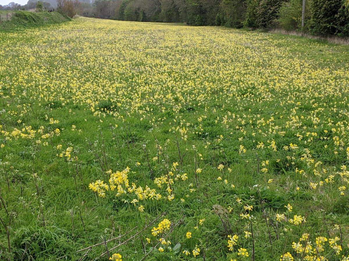 Cowslips in bloom...? #CowslipChallenge Here’s a vast swathe of them, seen in Kentish downland. Despite it being a cold April day today, this wonderful vista lifted my spirits. #wildflowerhour @wildflower_hour