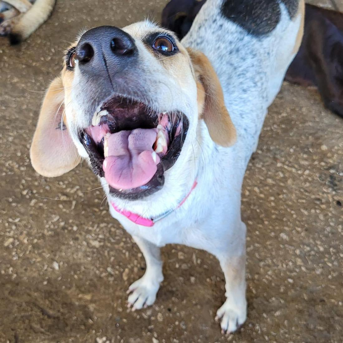 ‼️EN ADOPCIÓN‼️ Soy una hermosa mestiza que nunca ha tenido un hogar soy muy noble, obediente, cariñosa y limpia en busca de una familia responsable. *Esterilizada, desparasitada y en proceso de vacunación. Adopciones whatsapp: 993 382 6384 #Caninos911