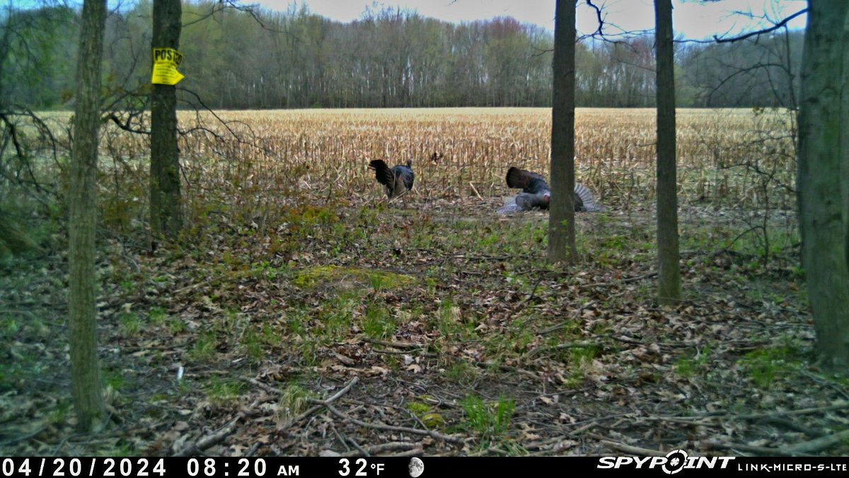 This @SpypointCamera was a key to Opening Day success. For over a month, early morning activity was hot at this spot, so we put up a set. Cam even caught this Tom when he came in and then seconds later after he got pancaked by my bro. #WHYISPYPOINT #TEAMSPYPOINT #TURKEYHUNTING