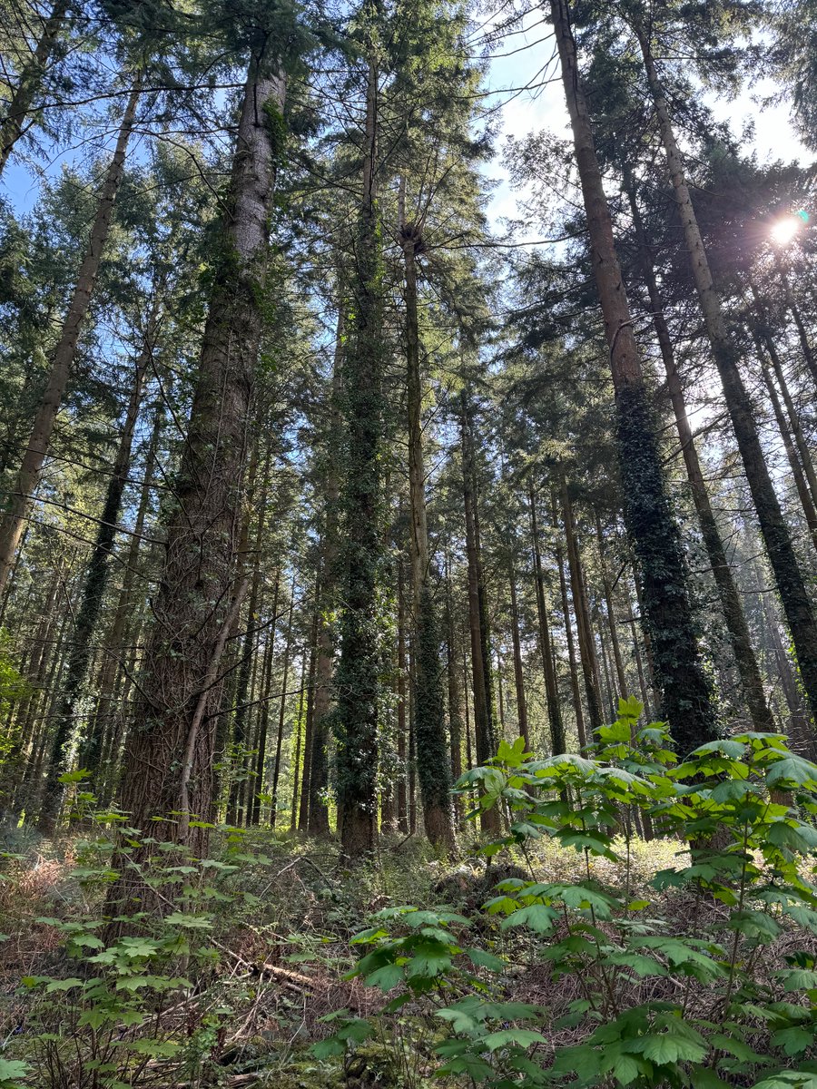 Checking Goshawk sites is well and truly underway. Photos taken with phone and honestly that is a female sat on eggs in the close up! All under licence.