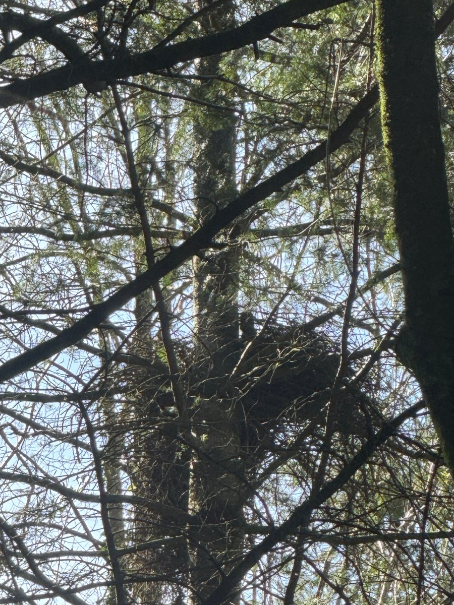 glosraptors's tweet image. Checking Goshawk sites is well and truly underway. Photos taken with phone and honestly that is a female sat on eggs in the close up! All under licence.