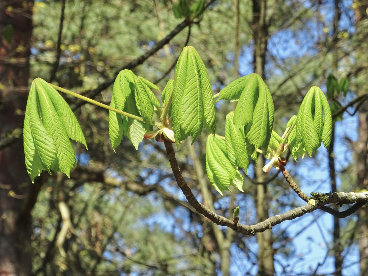 MMeistere's tweet image. #pavasaris #aprīlis