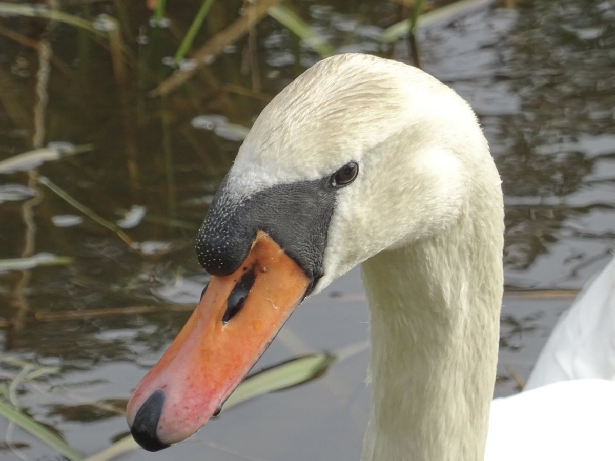 MMeistere's tweet image. #pavasaris #aprīlis