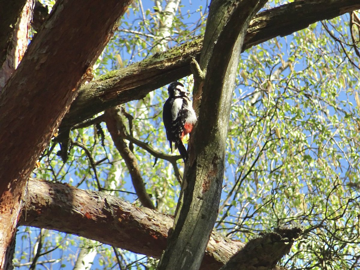 MMeistere's tweet image. #pavasaris #aprīlis