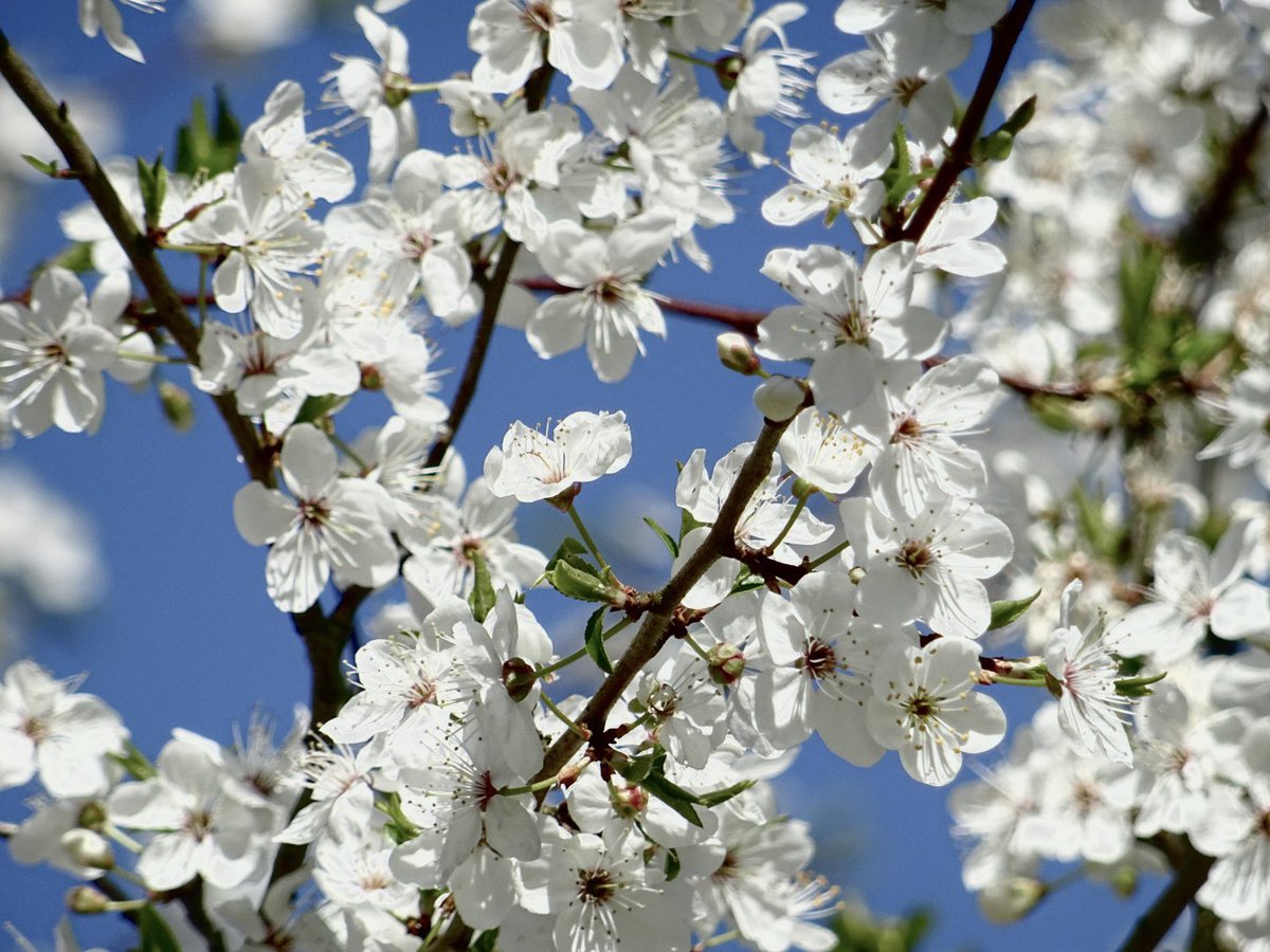 MMeistere's tweet image. #pavasaris #aprīlis