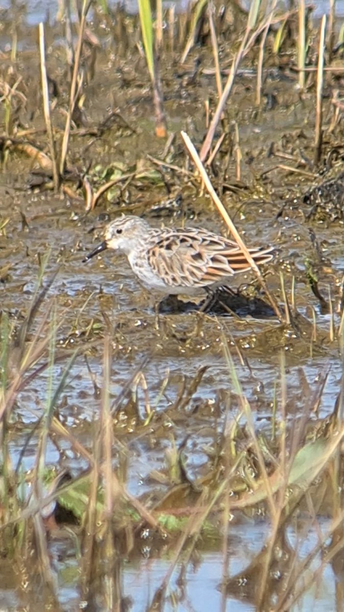 Fabulous days birding @RSPBFrampton today.
75 secies in challenging conditions  with all target species acquired.
Here's one of the many white Wagtails and a stunning little stint. 
@SLArchive