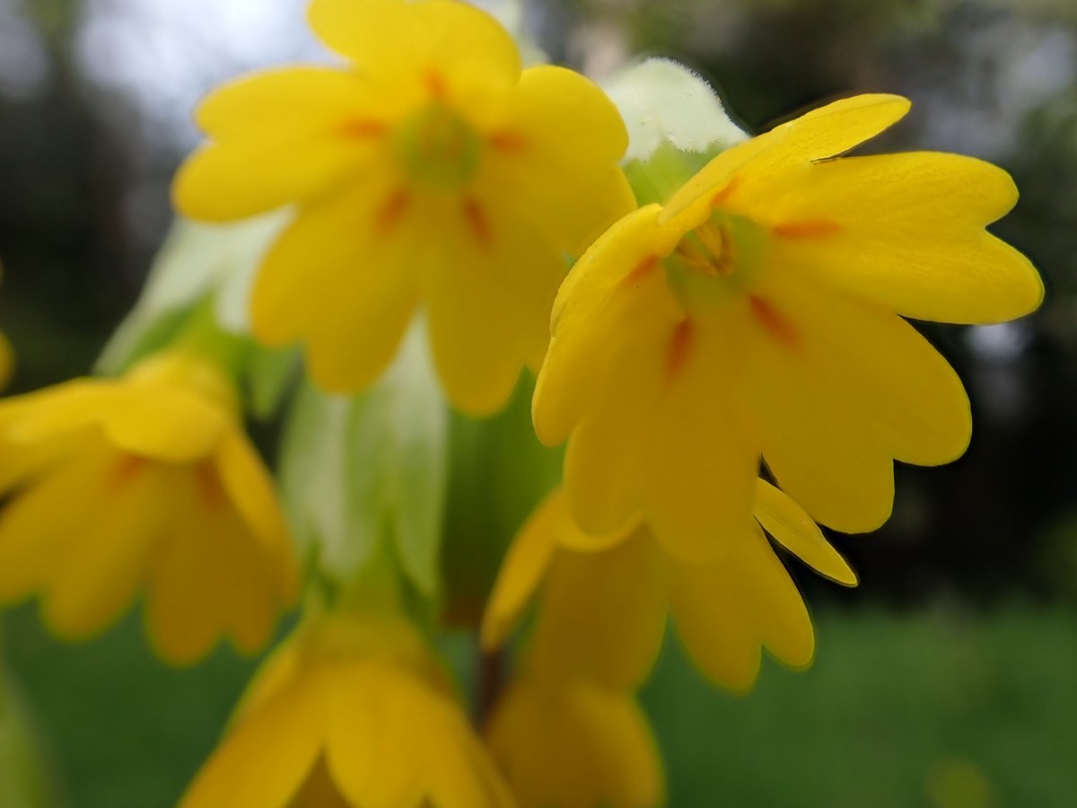 DJCockburn12's tweet image. Cowslip in my garden - flowers, leaf underside and the next generation (seedling)
#CowslipChallenge
#WildflowerHour
@BSBIbotany