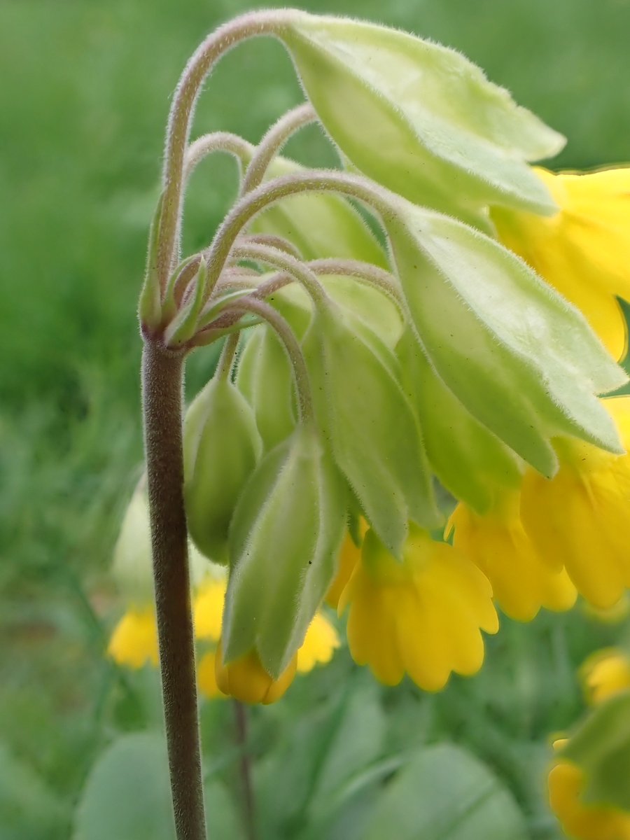 DJCockburn12's tweet image. Cowslip in my garden - flowers, leaf underside and the next generation (seedling)
#CowslipChallenge
#WildflowerHour
@BSBIbotany