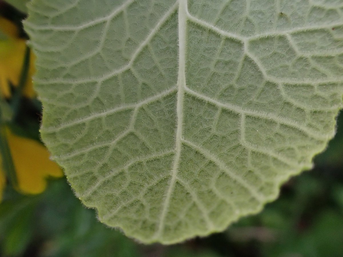 DJCockburn12's tweet image. Cowslip in my garden - flowers, leaf underside and the next generation (seedling)
#CowslipChallenge
#WildflowerHour
@BSBIbotany
