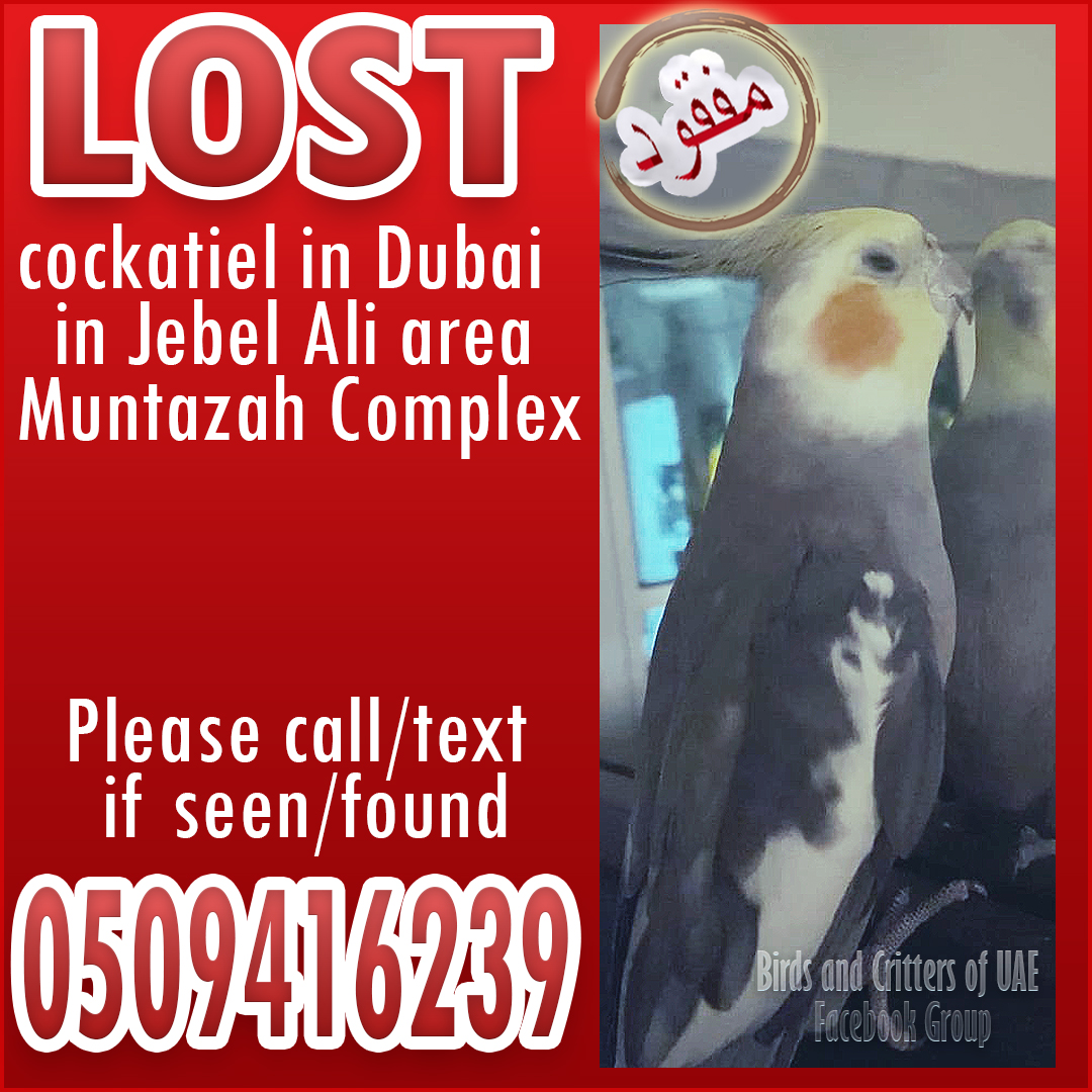 #lostparrots #lostparrot #lostcockatiel  #lostandfoundparrots  #lostandfoundpet #lostandfoundparrotsuae #birdsandcrittersofuae #dubaipetlostandfound #lostandfoundpetsuae #cockatiel #cockatiels  #uae #dubai #jebelali #muntazahcomplex #jebelalicommunity #jebelalidubai