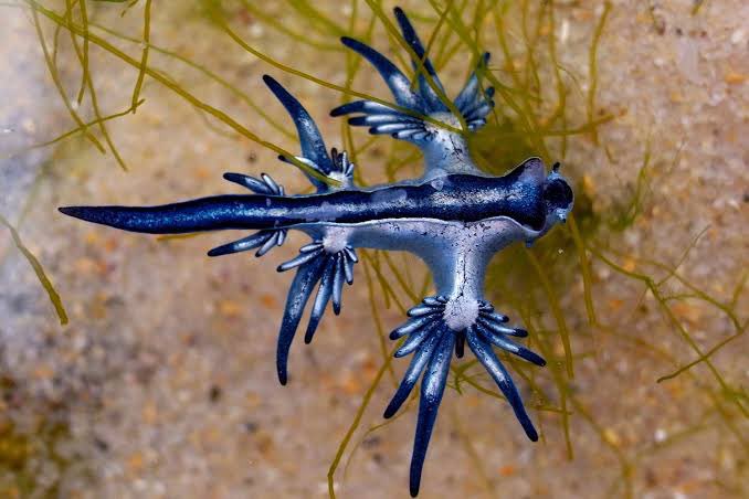BenTalksStocks's tweet photo. @AMAZlNGNATURE It’s a Blue Gaucus 

They’re a type of Sea Slug and are found throughout the Atlantic &amp; Pacific oceans to game a few

Even though they look harmless, they have powerful stings that can leave you feeling nauseous, in pain and can even make you vomit… https://t.co/N440uMlo8g
