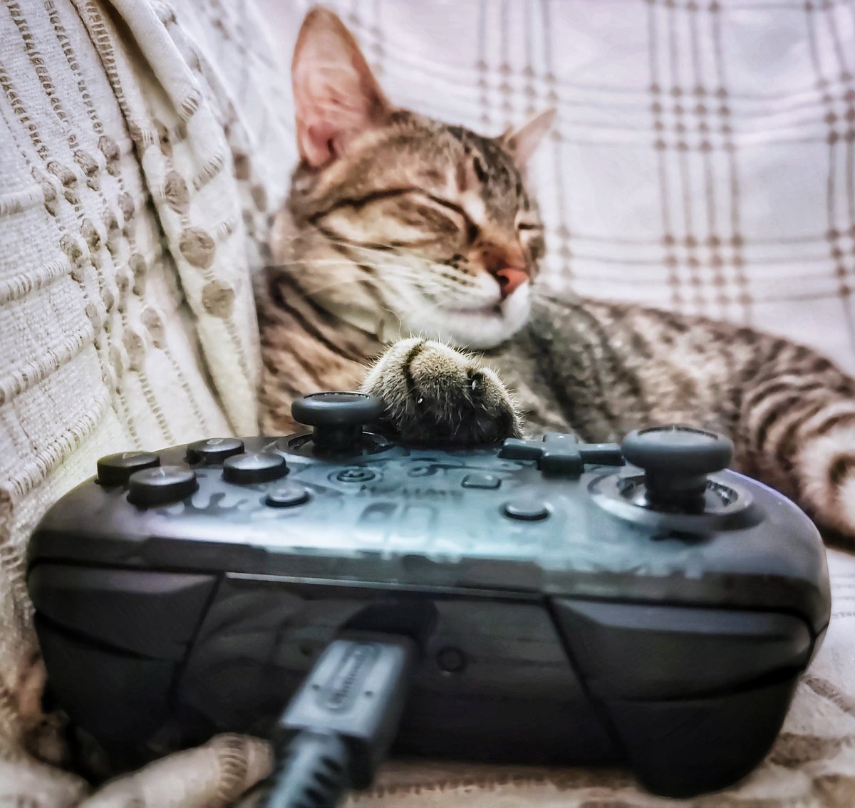 #pippin fell asleep playing with the controller 😂😍😘 #cats #catsofinstagram  #CatsOnTwitter  #CatsofTwittter  #CatsOfX #CatsAreFamily  #CatsLover