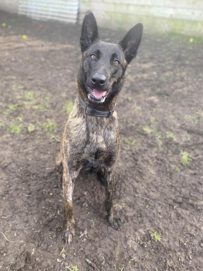 Please retweet to help Ben find a home #ESSEX #UK 🔷AVAILABLE FOR ADOPTION, REGISTERED BRITISH CHARITY🔷 DETAILS or APPLY gsrelite.co.uk/ben-12/ #Malinois #GermanShepherd #dogs
